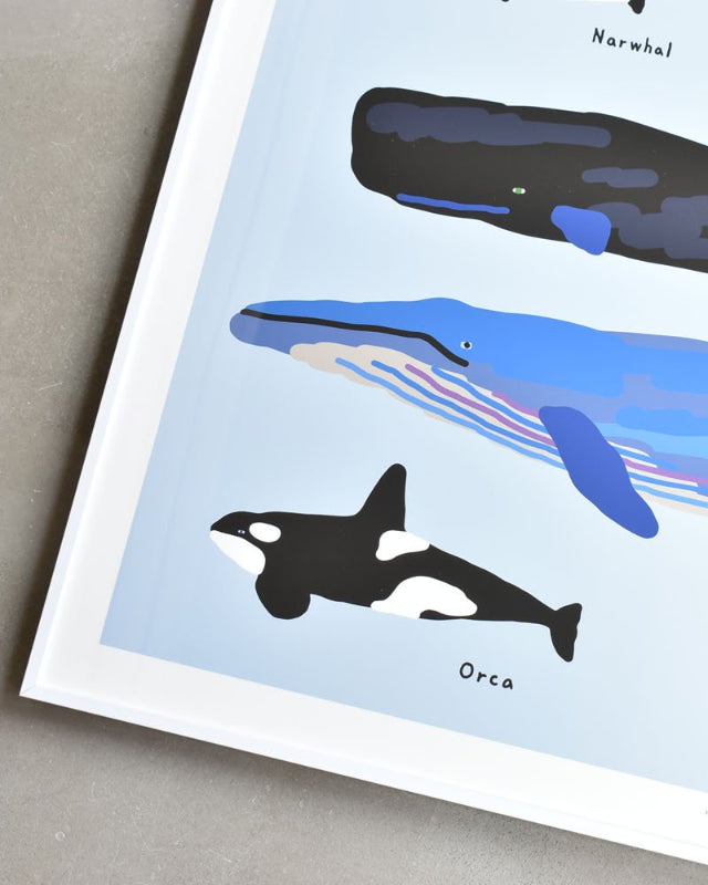 WARMGREY TAIL(ウォームグレーテール)/ WHALES POSTER 500mm x 700mm WA210103【バーンストア】