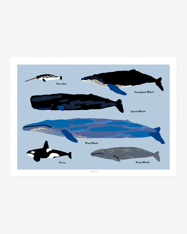 【バーンストア】WARMGREY TAIL / WHALES POSTER 300mm x 400mm WA21343/WA21150