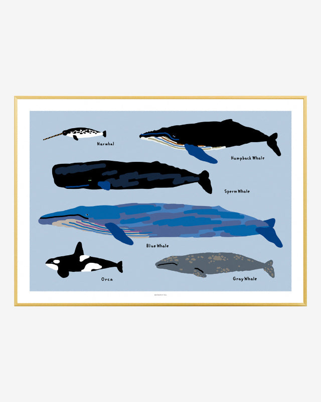 【バーンストア】WARMGREY TAIL / WHALES POSTER 300mm x 400mm WA21343/WA21150